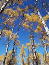 birch-trees-in-fall-v0-1xv6h2ibyscd1.webp