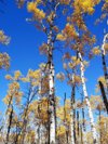 birch-trees-in-fall-v0-eticw4ibyscd1.webp