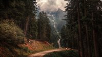 forest-4.jpg